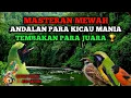 Download Lagu 🟢 MASTERAN MEWAH CUCAK IJO SANG JUARA #cucakijogacor #cucakijo #kicaumania #1k