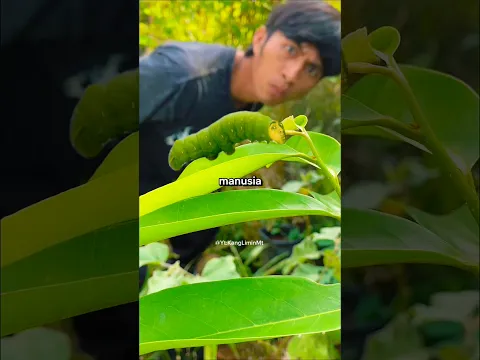 kalian pernah liat ulat ga