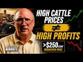 Cattle Prices Are High So Why Are Profits So Low