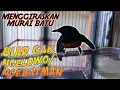 Download Lagu CARA ATASI MURAI NGELOWO KARENA TERLALU MANJA