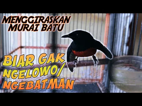 CARA ATASI MURAI NGELOWO KARENA TERLALU MANJA