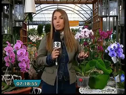 COMO AMARRAR ORQUIDEA EM TRONCO DE COQUEIRO APRENDA COMO FIXAR ORQUIDEAS EM ARVORES CORRETAMENTE