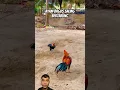 Download Lagu Ayam bagus saling bertarung #animals #chicken #rooster #pets #tarungayam #ayamtarung #ayam #tarung