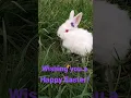 Happy Easter short Share an Easter bunny short