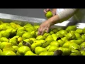 Pears at Matson Fruit Company Selah WA Washington Grown