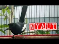 Download Lagu suara pikat burung kacer gacor ngeplong memancing lawan supaya bunyi gacor