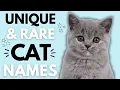Rare and Unique Cat Names Unusual Cat Names That Capture Hearts