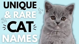 Rare and Unique Cat Names Unusual Cat Names That Capture Hearts