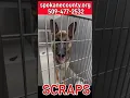 SHELTER COMPLETELY FULL Your adoption makes room for more homeless dogs SHELTER FULL
