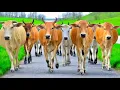Download Lagu Puluhan sapi lembu jinak berlarian bersama kawanan kembali menuju kandang peternakan, Suara sapi moo
