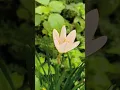 Download Lagu #music #nostalgia #rock #nature