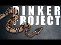 Download Lagu Get Ready for Our NEW Ball Python Genes?!