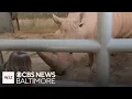 Visiting the Maryland Zoo s veterinary hospital