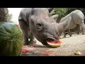 Rhino Mom And Son Devour Juicy Watermelons