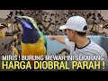 Lagu TERCIDUK ! PUSAT BURUNG TERMURAH SAAT INI TURUN HARGA LAGI BURUNG BLACK LARK SIKATAN LONDO WAMBI