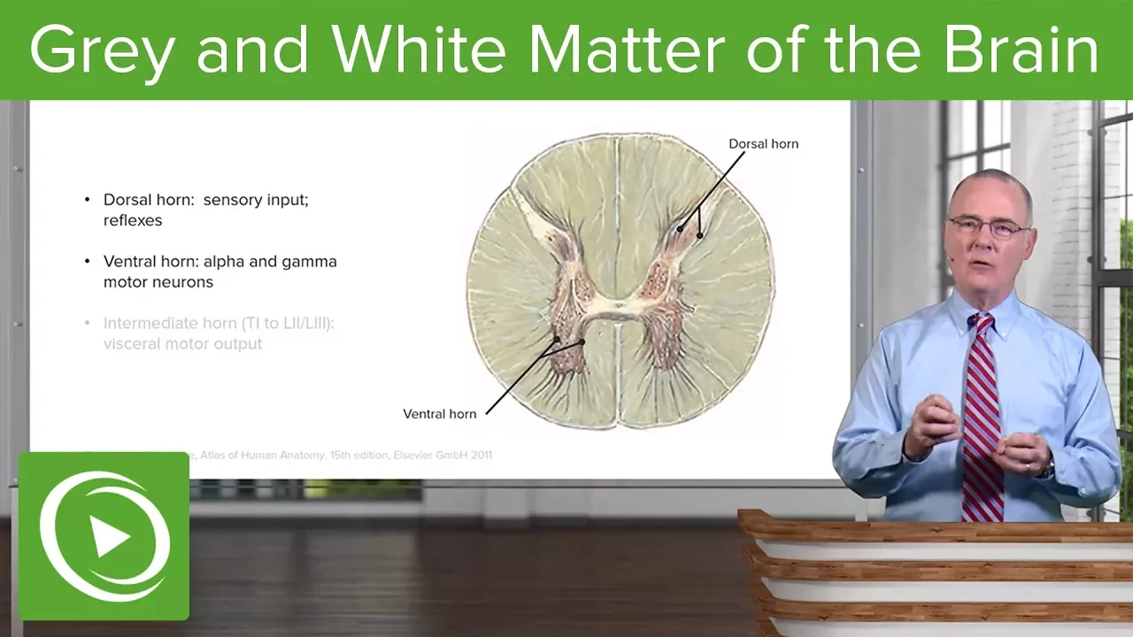 Grey and White Matter of the Brain – Spinal Cord | Lecturio