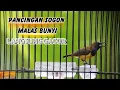 Download Lagu GACOR PARAH ! PANCINGAN SOGON MALAS BUNYI PUTAR SEBENTAR LANGSUNG RESPON