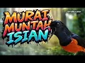Download Lagu MURAI BATU MUNTAH ISIAN PANCING EMOSI + MASTERAN