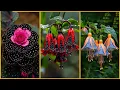 Download Lagu The 20 Rarest and Most Beautiful Flowers in the World – The Last One Only Blooms in a Secret Place!