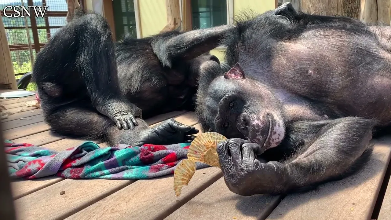 Package: Chimp Sanctuary