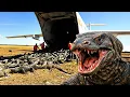 Releasing Thousands of Komodo Dragons in Florida Will Change Everything on the Land