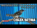 Download Lagu SUARA CIBLEK BETINA UNTUK PIKAT / MERANGSANG CIBLEK JANTAN BUNYI