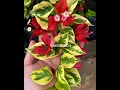 Download Lagu 150+ Top Bougainvillea Varieties 2025 I'd with Names | Thai Varieties Bougainvillea I'd Names