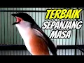 Download Lagu MASTERAN CENDET GACOR 100% AMPUH UNTUK PANCINGAN CENDET MANAPUN AUTO NYAUT BUNYI FULL ISIAN