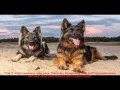 German Shepherd Breeders Michigan Place
