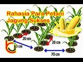 Download Lagu CARA TANAM JAGUNG YANG BAIK DAN BENAR #Bajatani