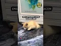 Download Lagu PESONA KUCING MARMER #shorts