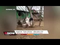 Giant chicken goes viral