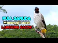 Lagu Suara Burung Kutilang Gacor Memanggil Lawan Agar Bunyi Cocok Untuk Pancingan 