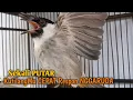 Download Lagu Suara Burung Kutilang Gacor ASLI Tanpa isian, Ampuh untuk Pikat Kutilang bikin kutilang Ribut gacor