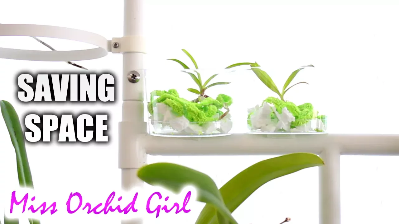 MOUNTING VANDA ORCHID SEEDLINGS SPACE SAVING IDEA!