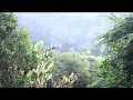 Download Lagu 5:55am Australian Birdsong~ ft. Butcher Bird and Whip Bird calls