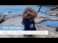 Day in the Life of a TOY POODLE - Zuko The toy Poodle Pupnaps Dog Bed Review