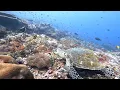 Download Lagu Gamat Bay Dive Site: A Hidden Gem in Nusa Penida