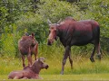 Barra MacNeils - The Island (Cape Breton - Home of Our Hearts)