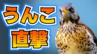 追い込まれたノハラツグミ、うんこを漏らす