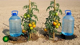 Simple DIY Drip Irrigation System: Stop Watering with Buckets and Hoses!