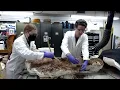 Mystery Fossil Unwrapping at the Vertebrate Paleontology Laboratory