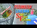 Download Lagu Perawatan Lovebird (SF) Single Fighter Ngekek gacor