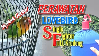 Download Perawatan Lovebird (SF) Single Fighter Ngekek gacor MP3