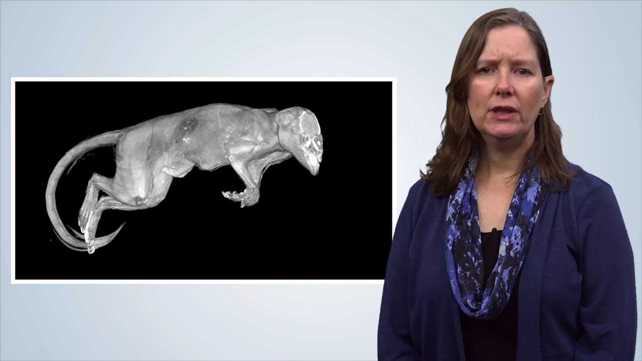 Introduction to the Micro-CT