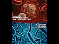 Download Lagu White Blood Cell Vs Bacteria