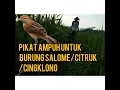 Download Lagu pikat ampuh burung salome/ citruk/ cingklong