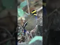 Download Lagu Burung cantik penghuni hutan jawa | Paok Pancawarna