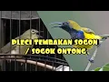 Download Lagu PLECI TEMBAKAN SOGON