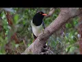 Download Lagu Burung murai biru berparuh merah #burung #alam #burungparuhmerah #inspirasialam
